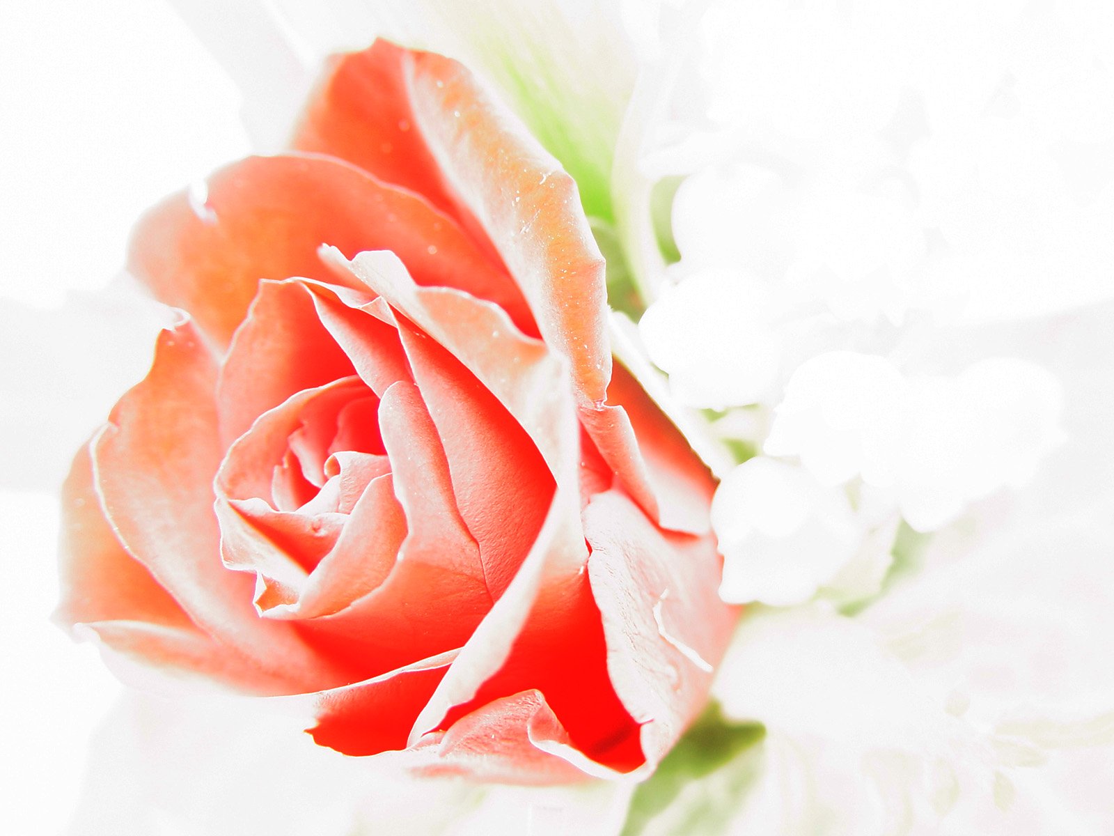 a rose is pographed through the lens in front of some white flowers