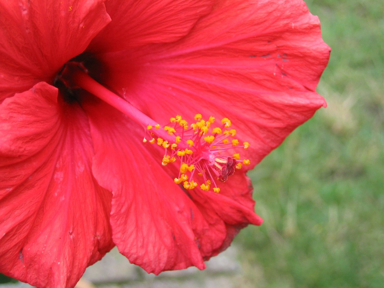 a red flower that is blooming on the grass