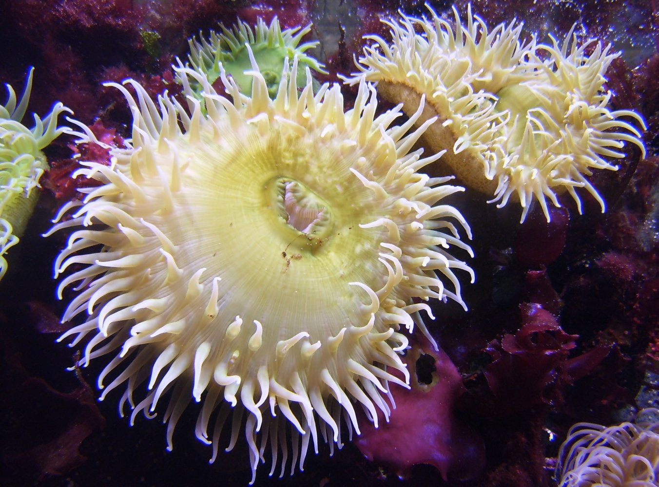an sea anemone surrounded by other marine creatures