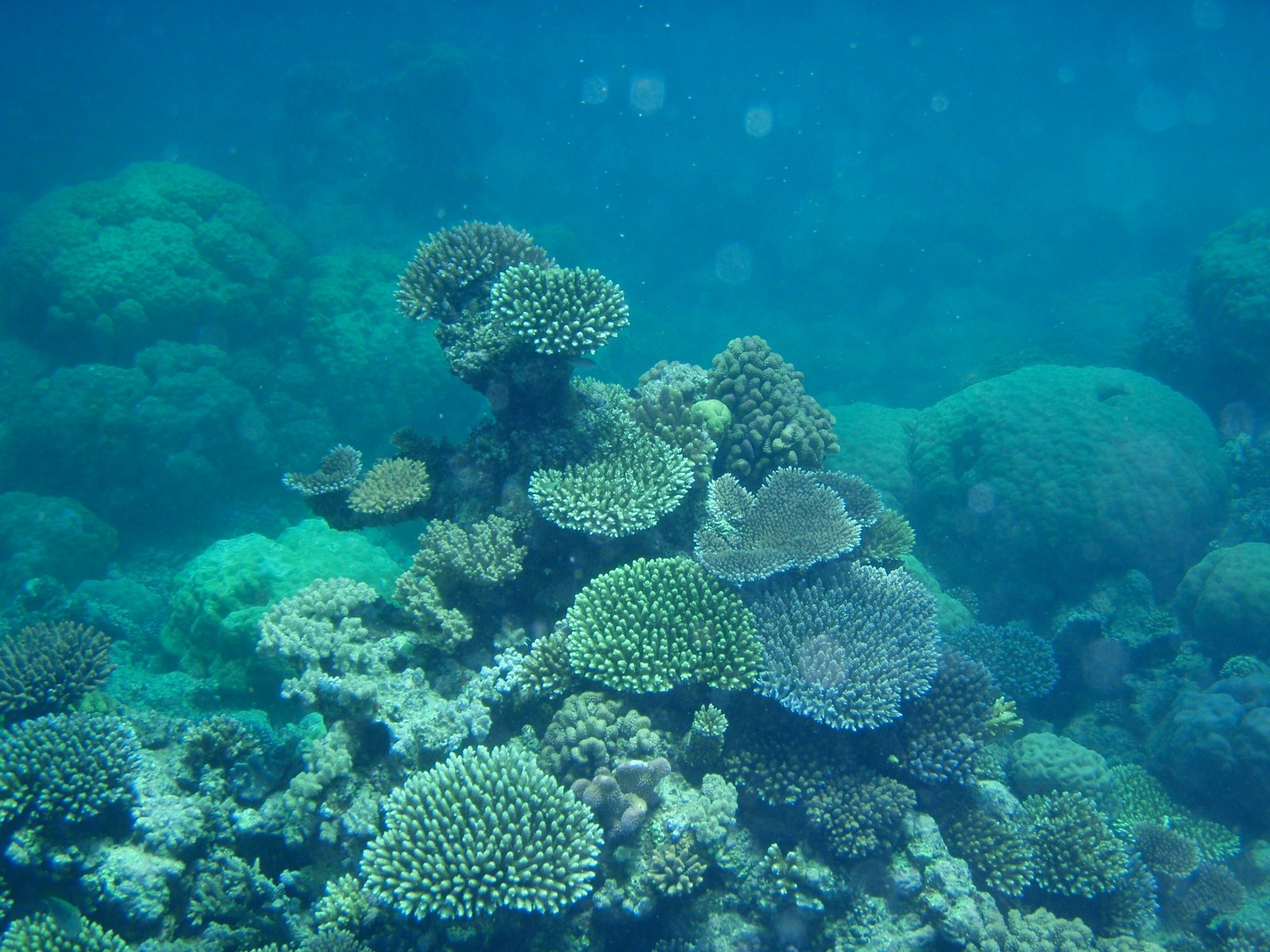 an underwater scene with several large corals and reefs