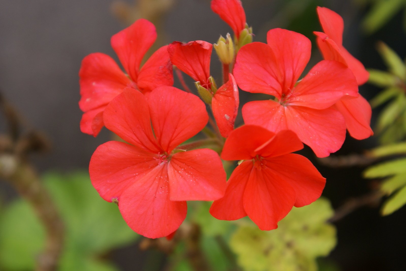red flowers with green leaves on background