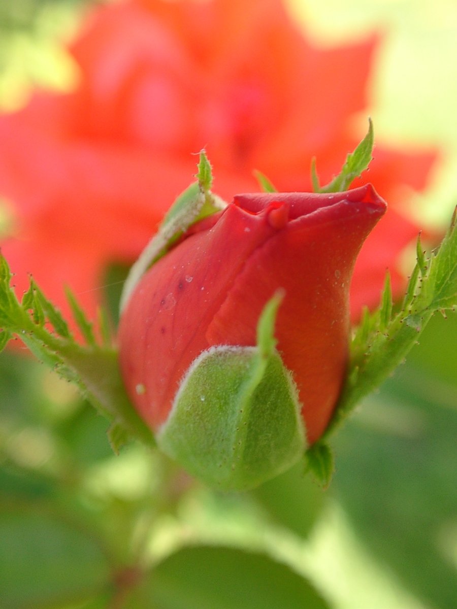 a red rose budding with some green leaves