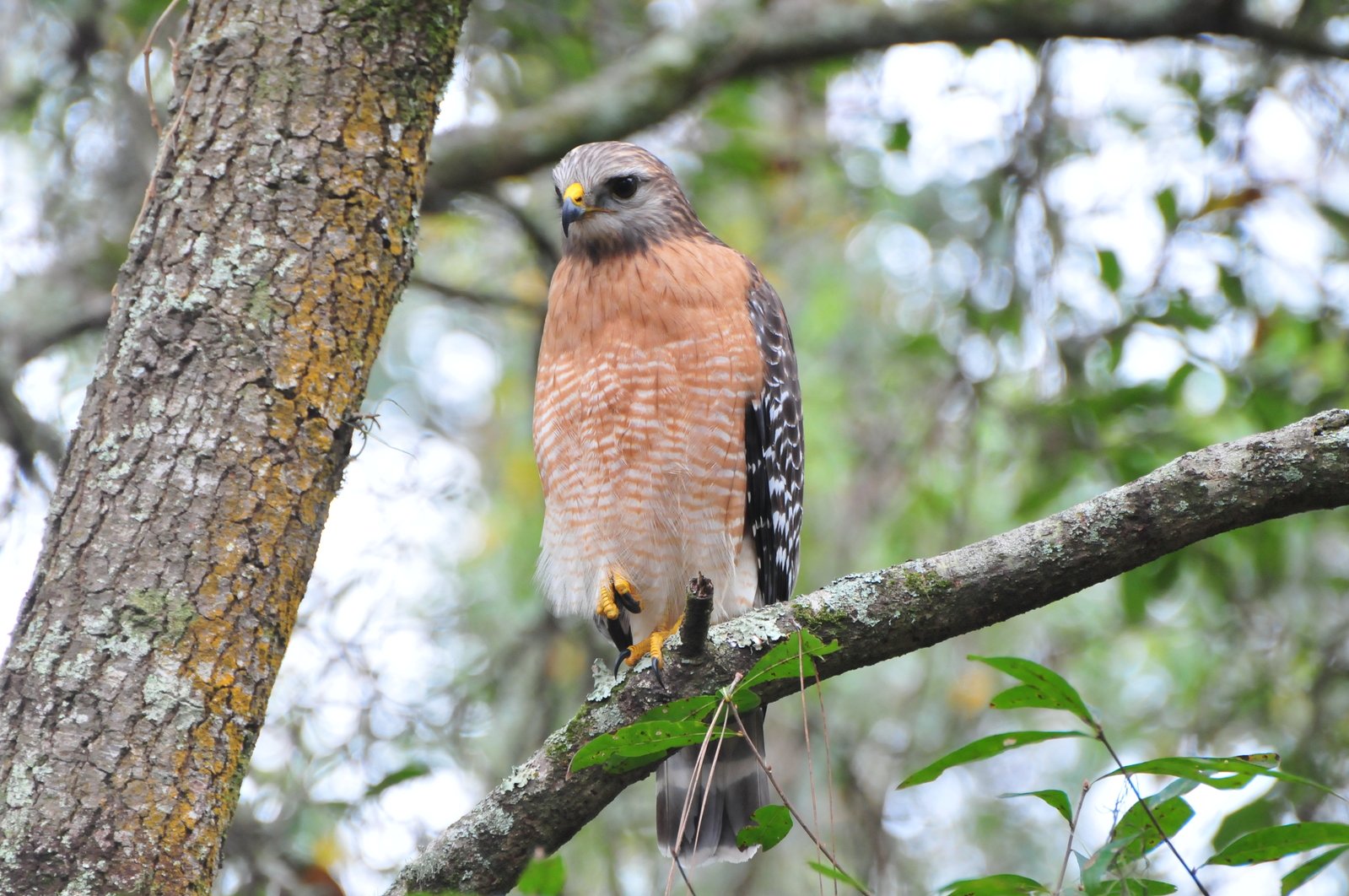 a bird sitting on top of a tree nch