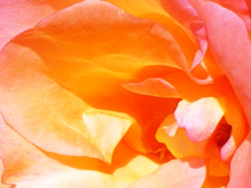 an orange rose blooming close up on white