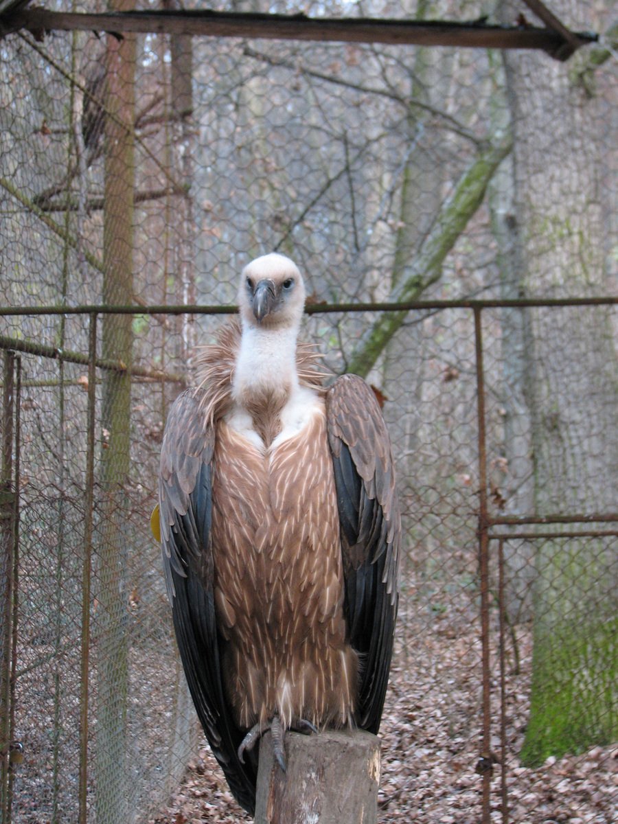 an ostrich bird sits on top of a nch