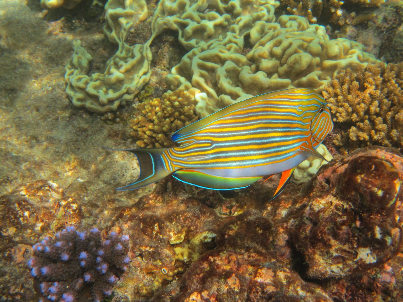 a small yellow and blue fish with many corals