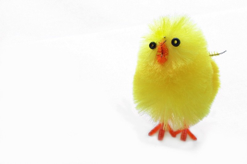 a little yellow bird is on a white background