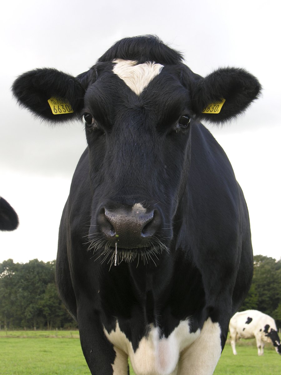 a black and white cow in a field, with another cow standing and looking at camera