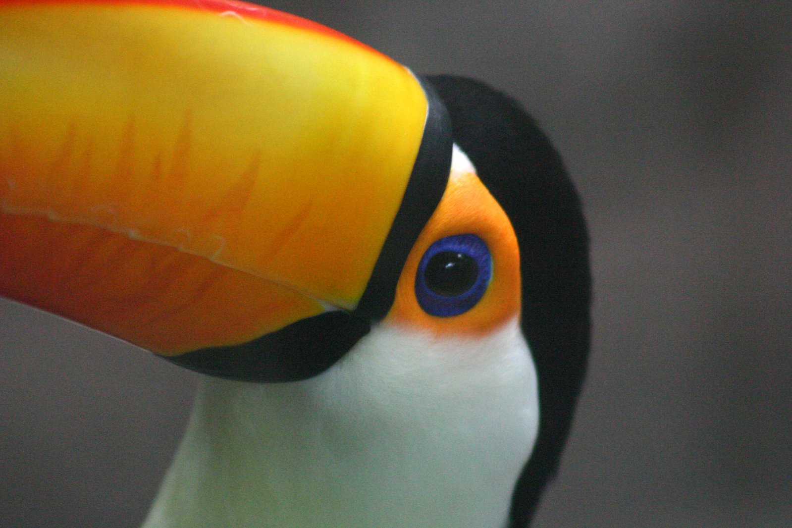 a large toucan with a bright yellow and blue beak