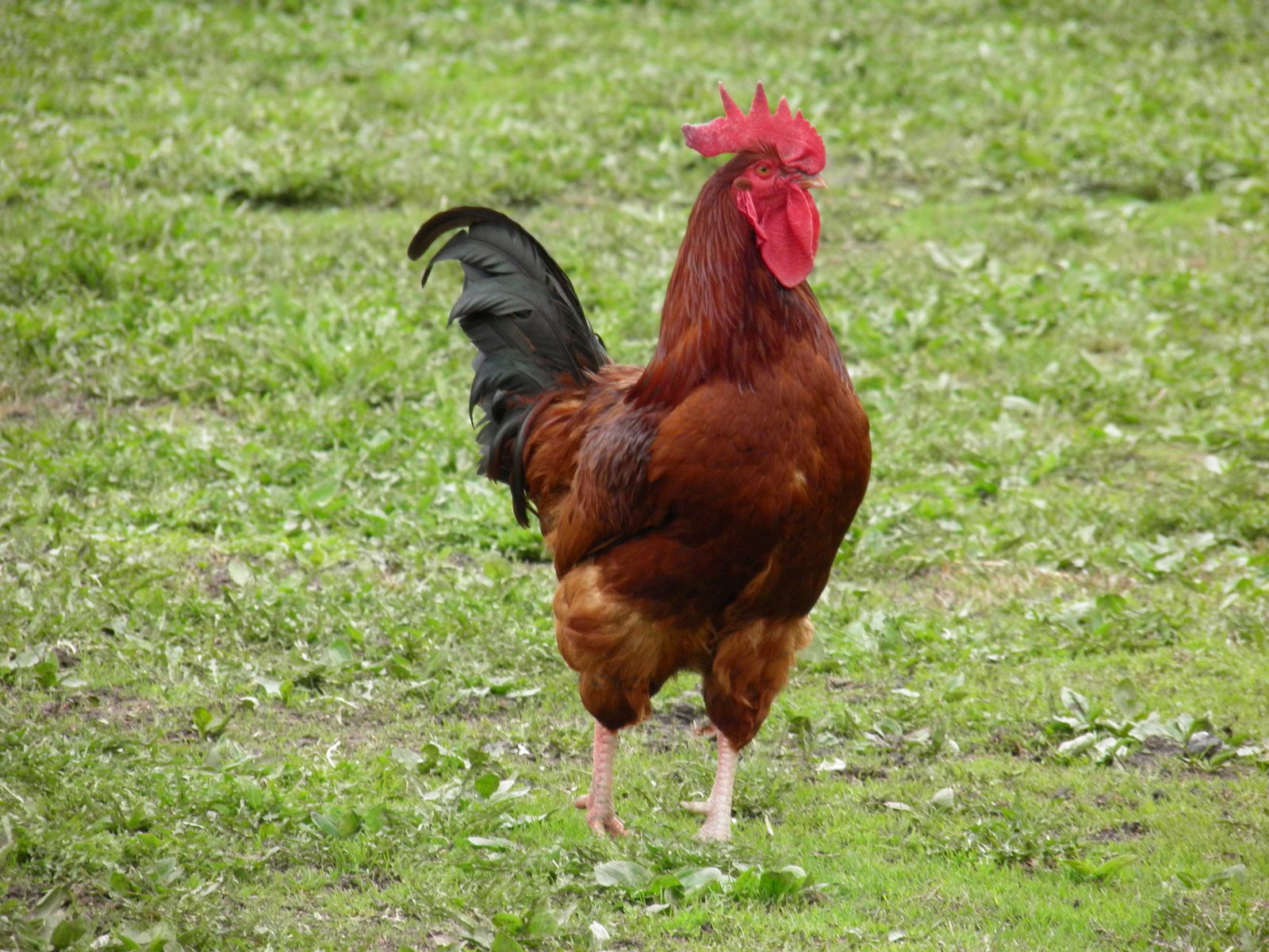 a brown and black rooster walking across a green field