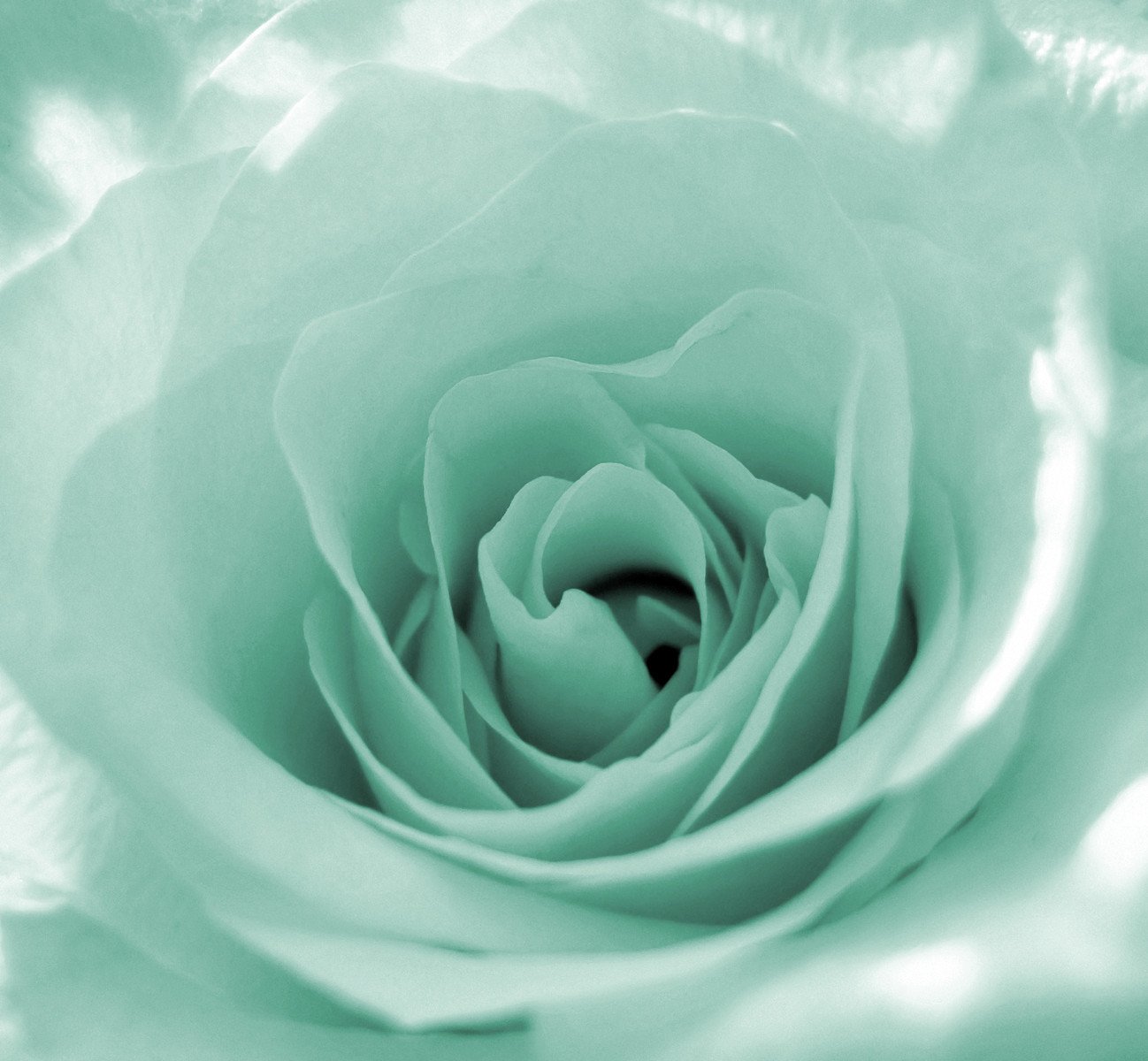 a light green rose in full bloom