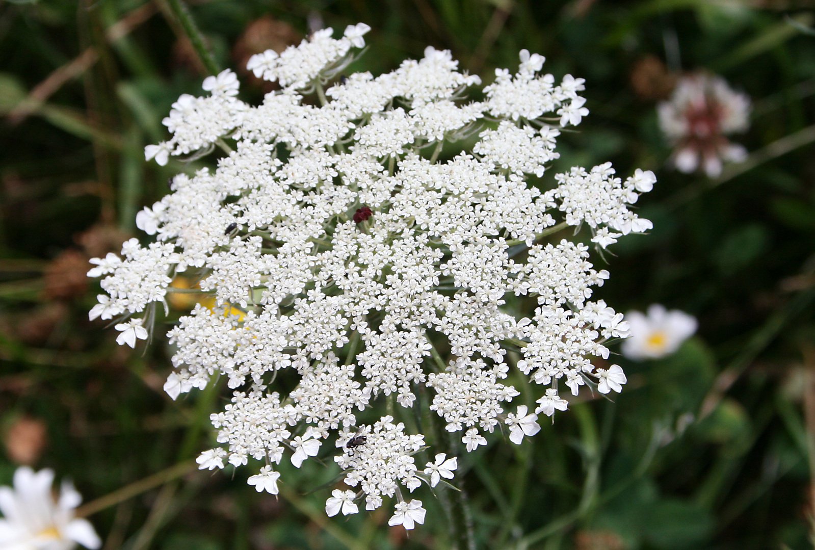 a close up of white flowers in the field