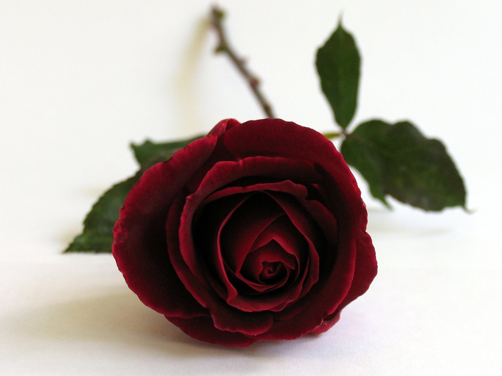 there is a large dark colored rose on a white surface