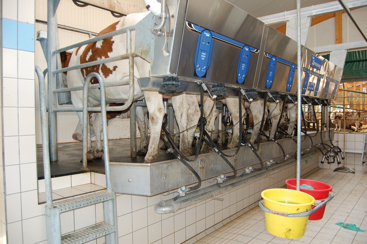 several cows eating in a small feeding station