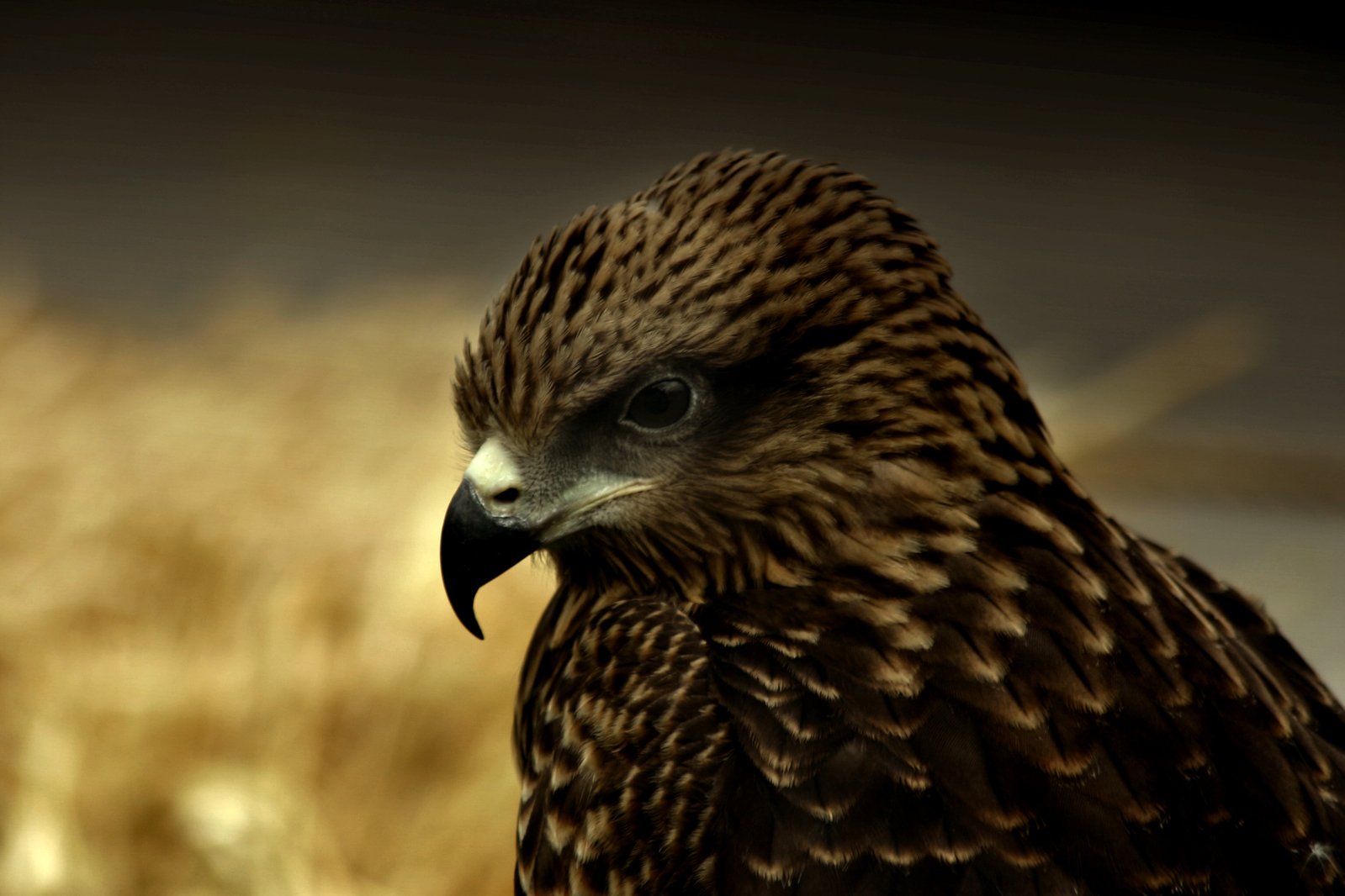 a brown and black bird with some eyes on top