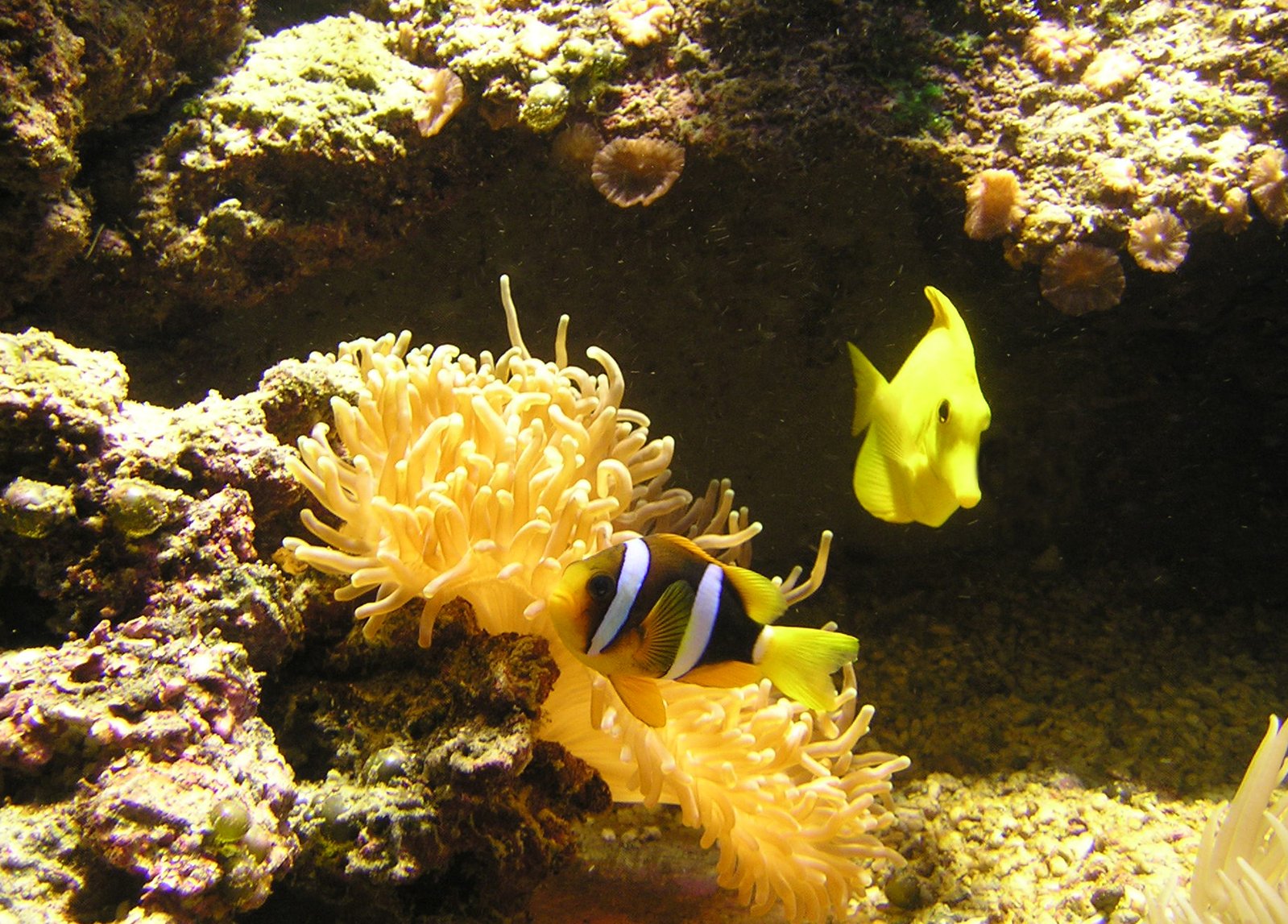the two colorful marine animals are in their home