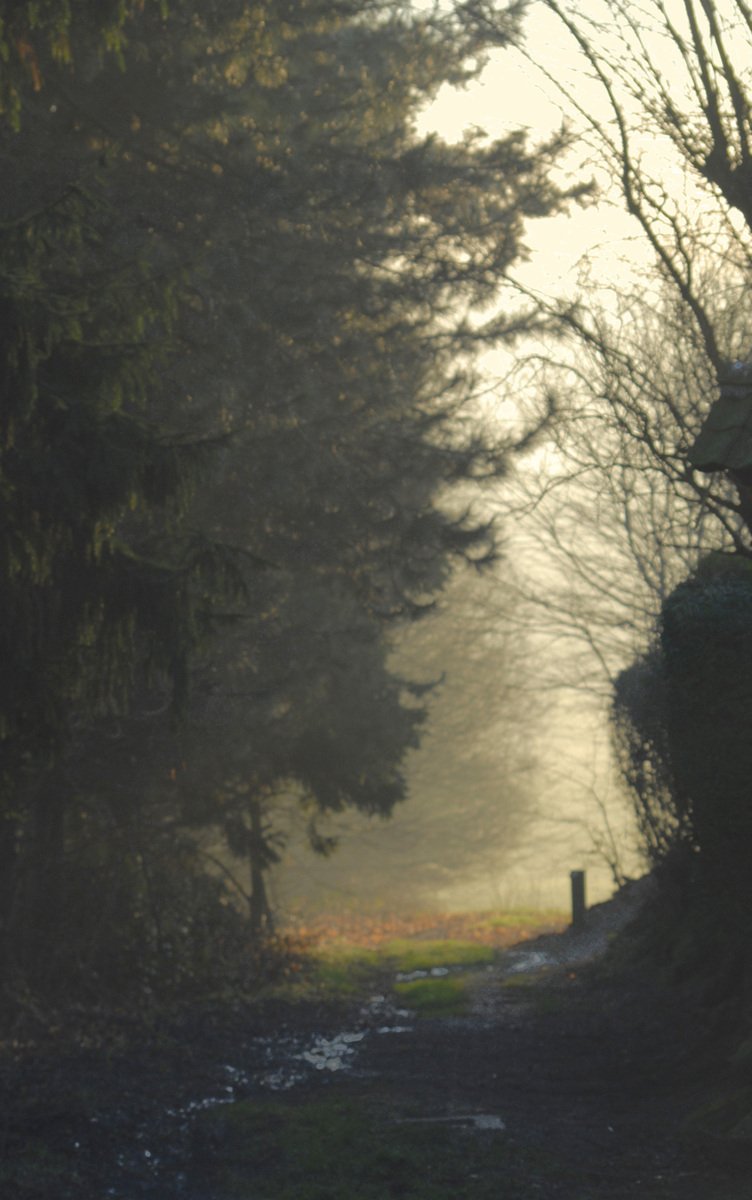 a pathway lined with trees, grass and snow