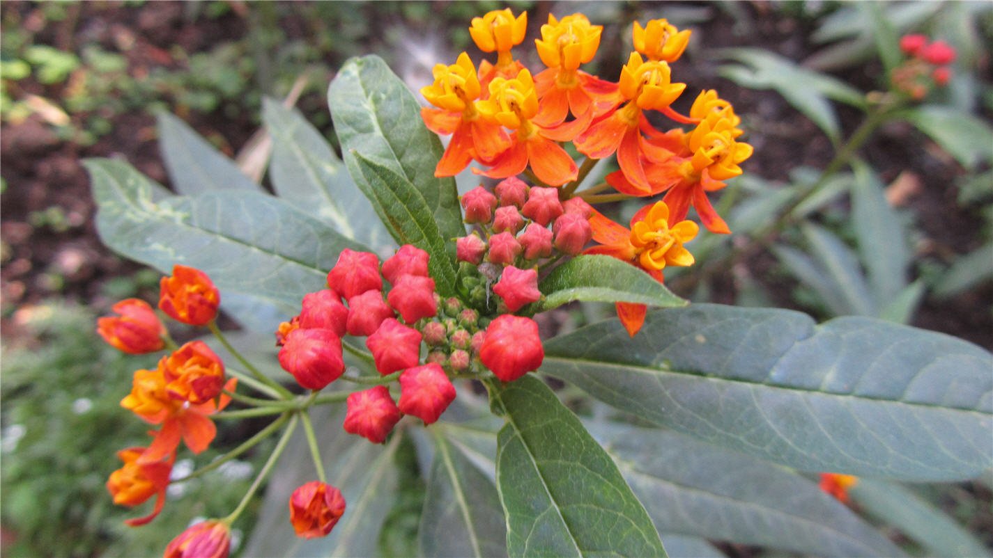 this is an image of a plant with flowers in bloom