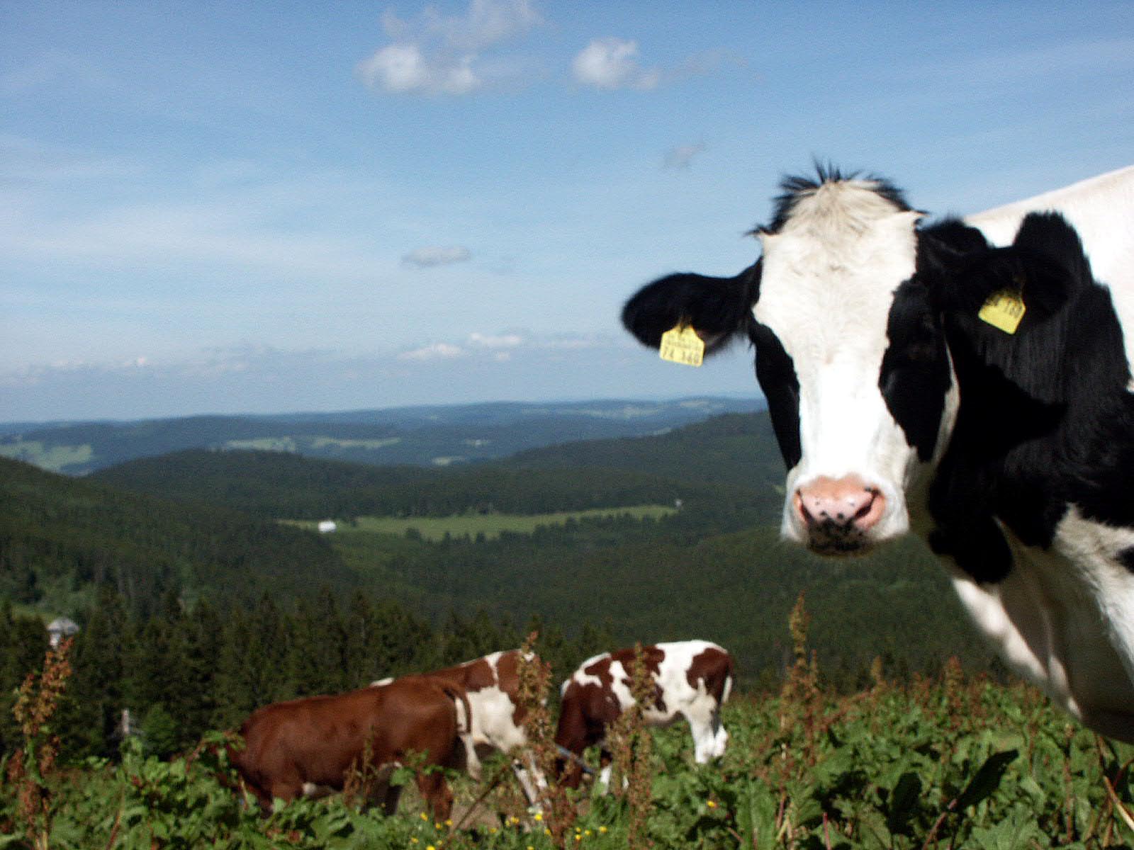 there are many cows standing in the grass