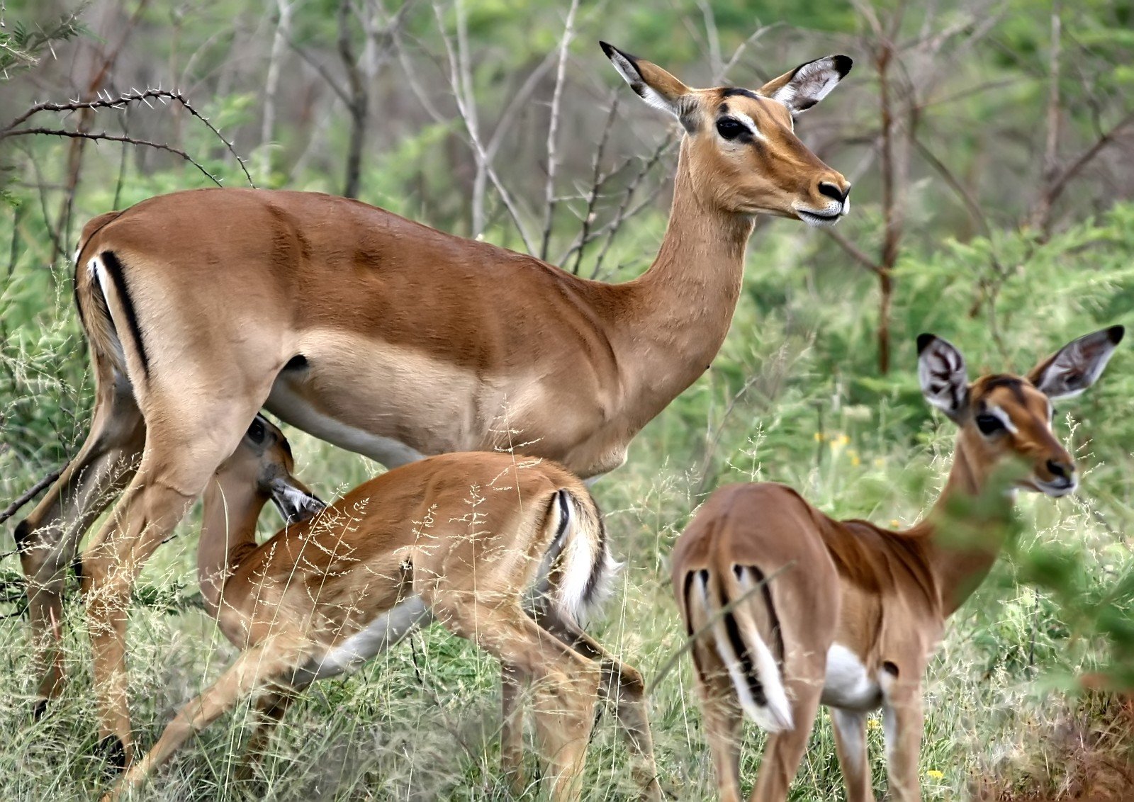 three antelope walking in grass with trees behind them