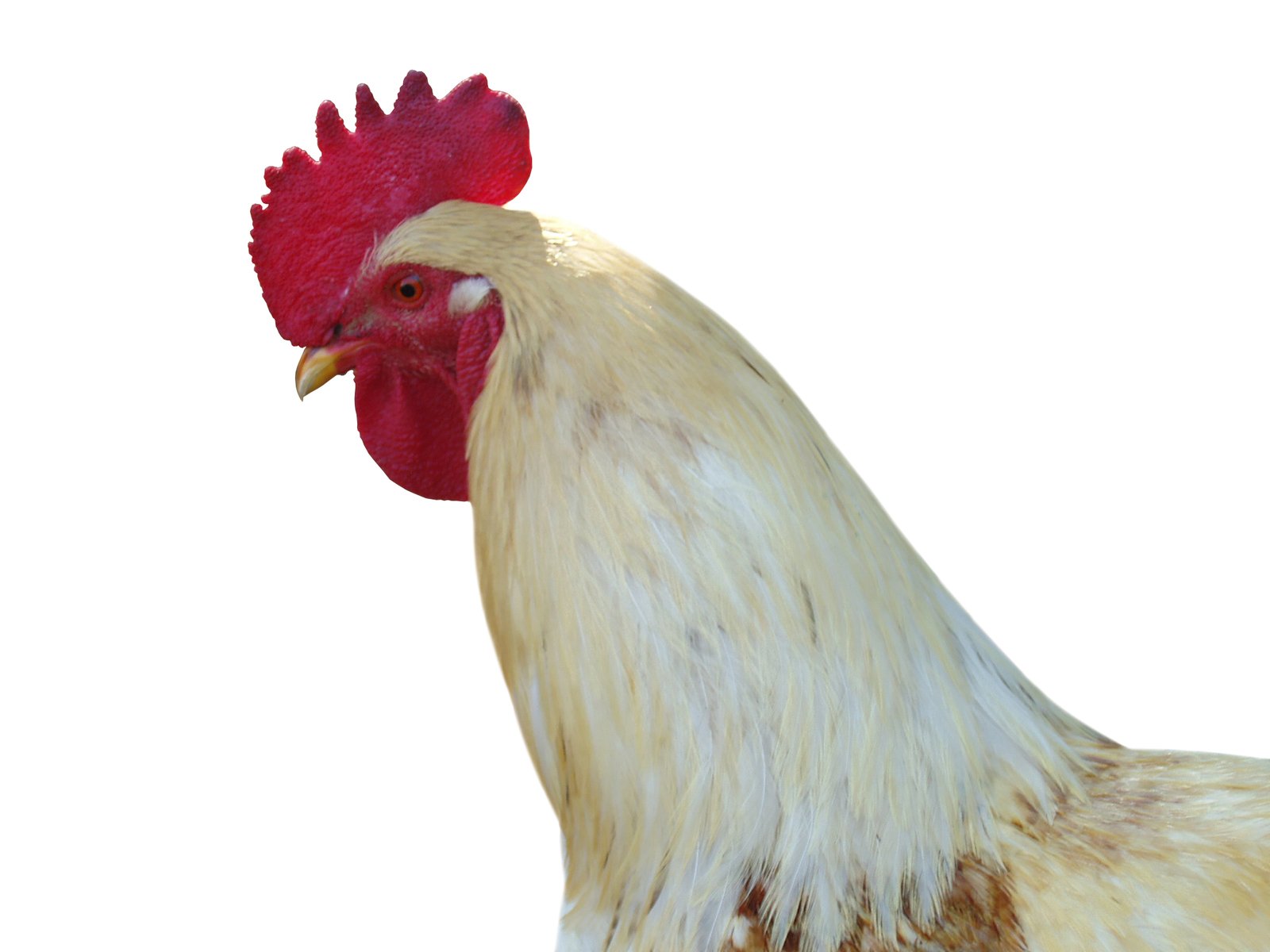 a rooster with large red and white comb