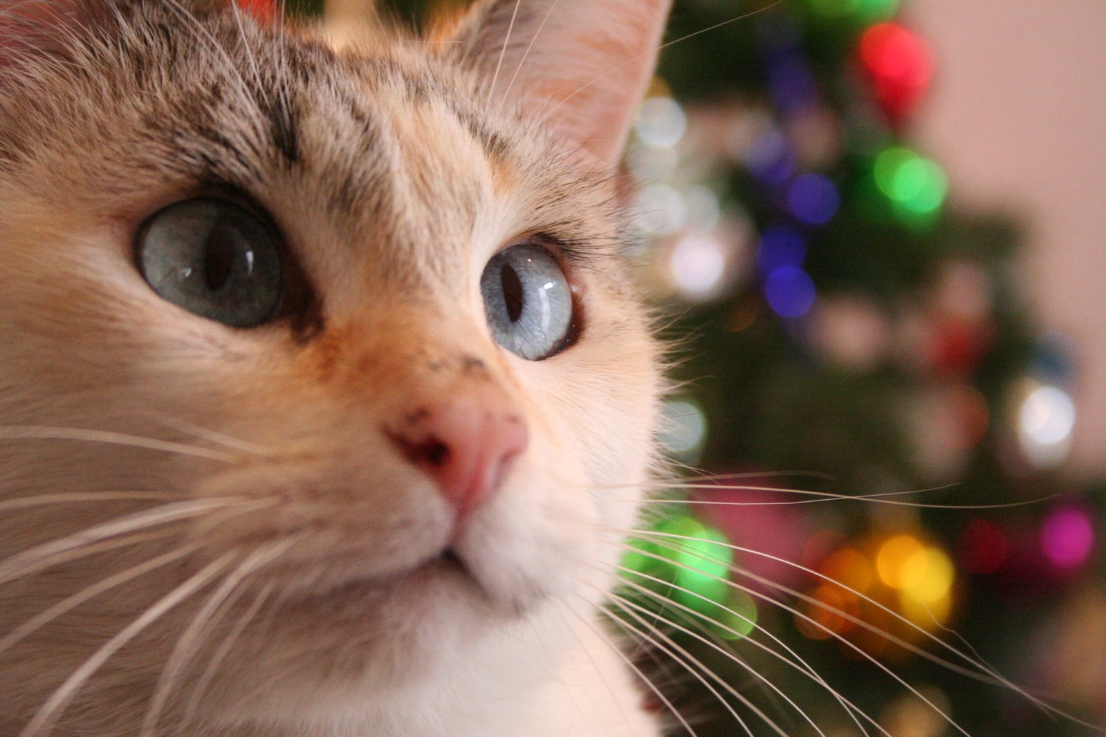 this is an image of a cat near the christmas tree
