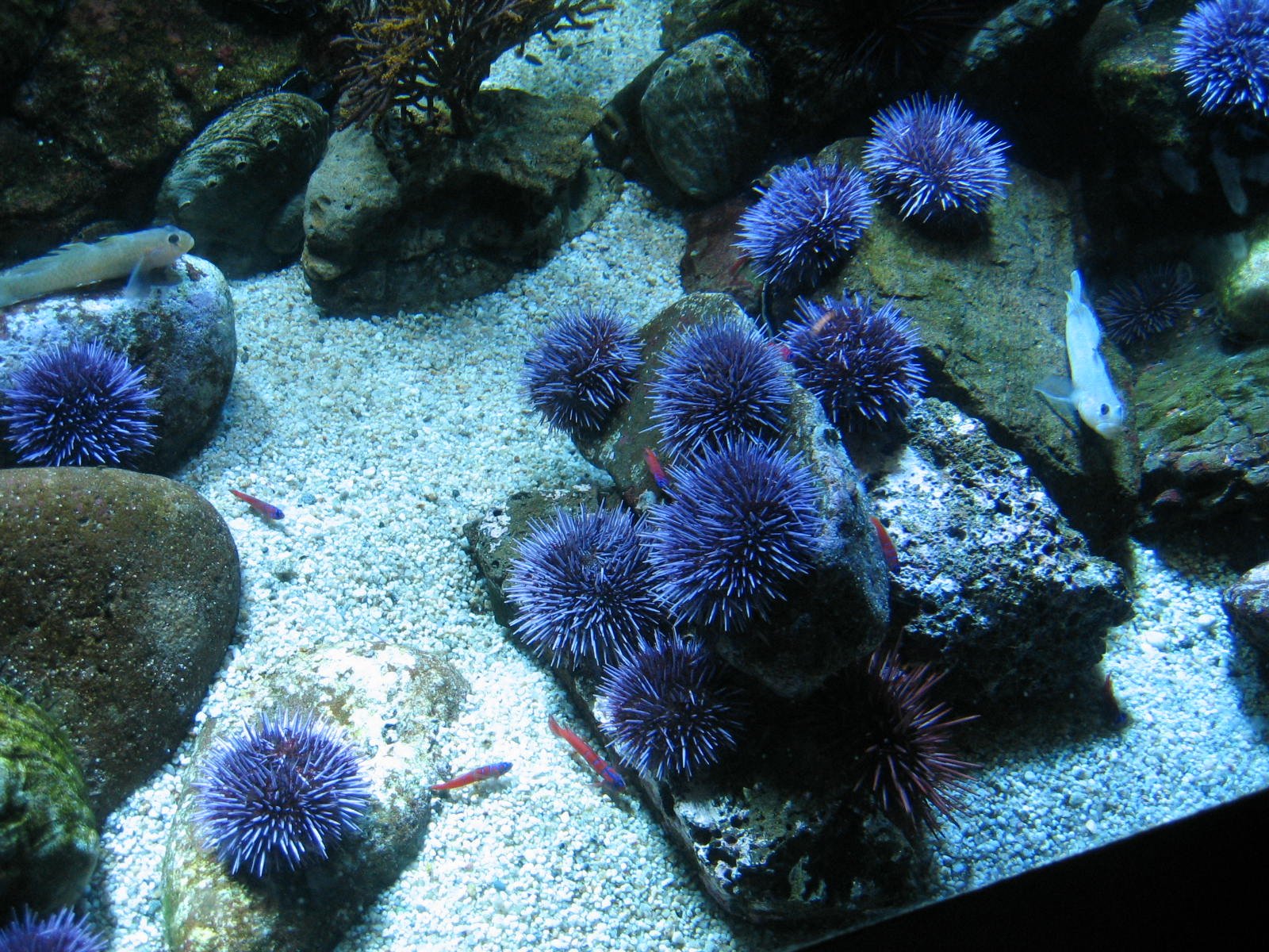 a sea urchin underwater among rocks and pebbles