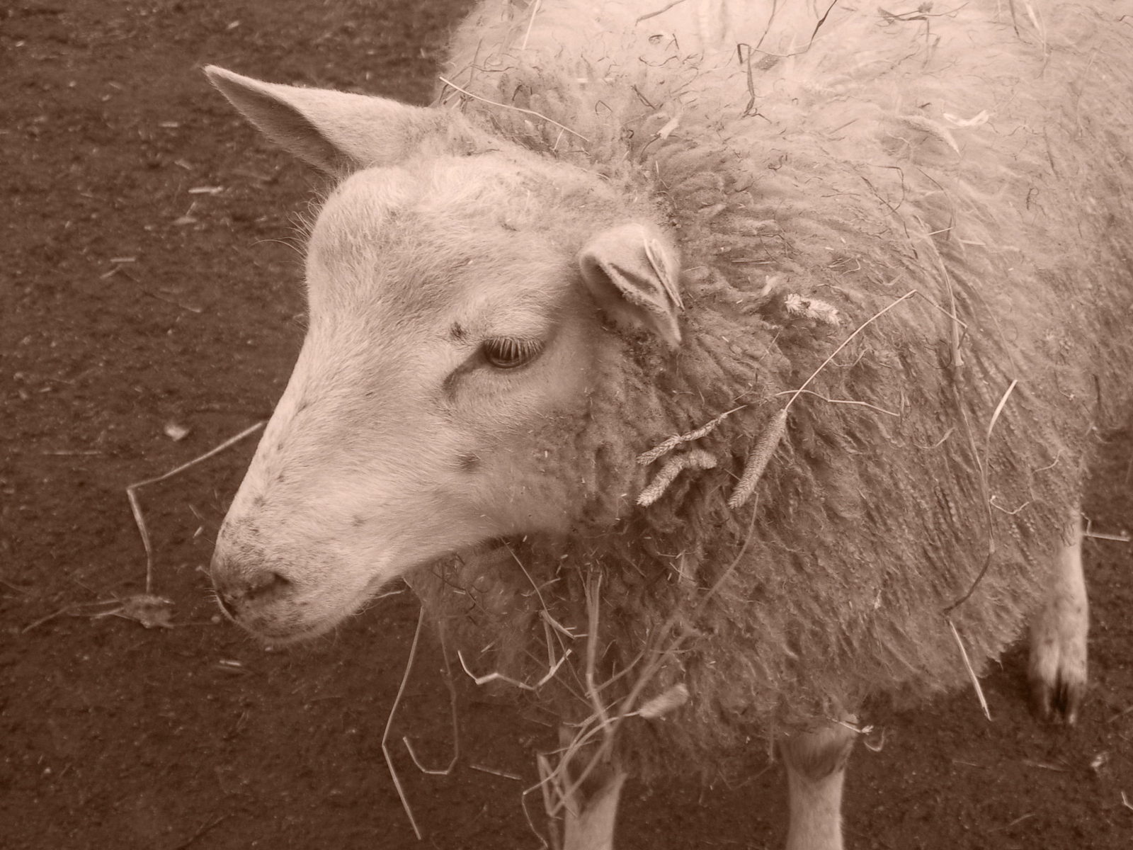 a white sheep with gy hair eating hay