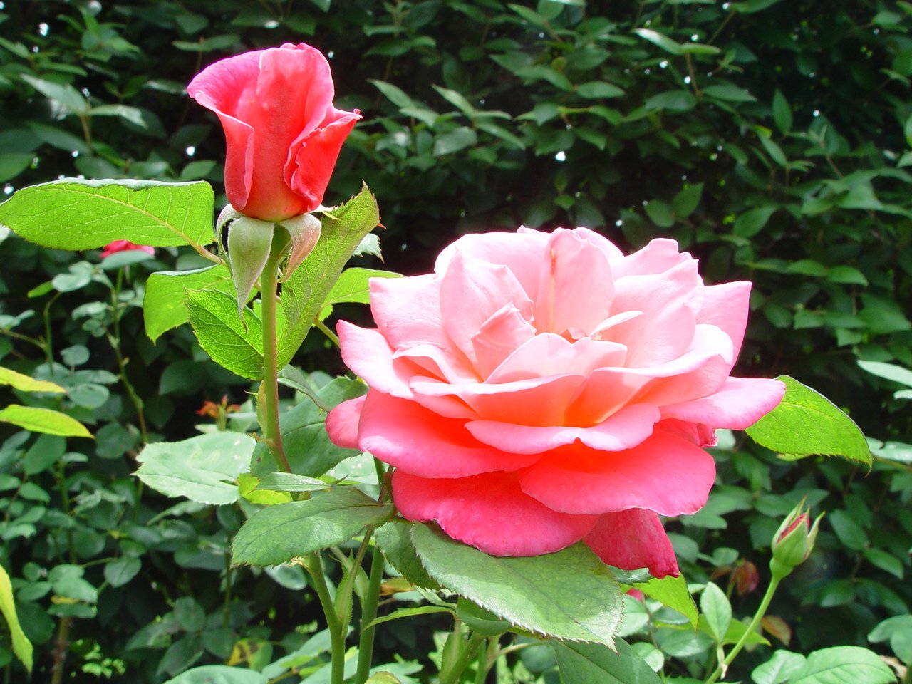 two pink roses with green leaves growing out of them