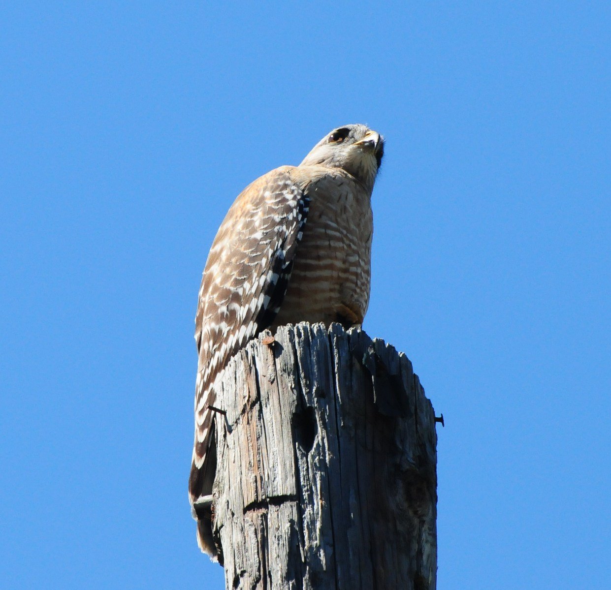 a bird sits on top of an old tree