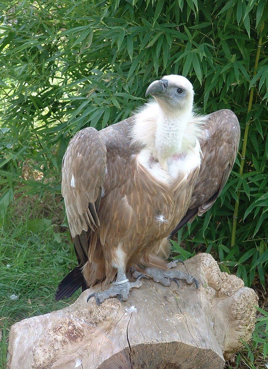 large brown bird sitting on top of wooden log in grassy area