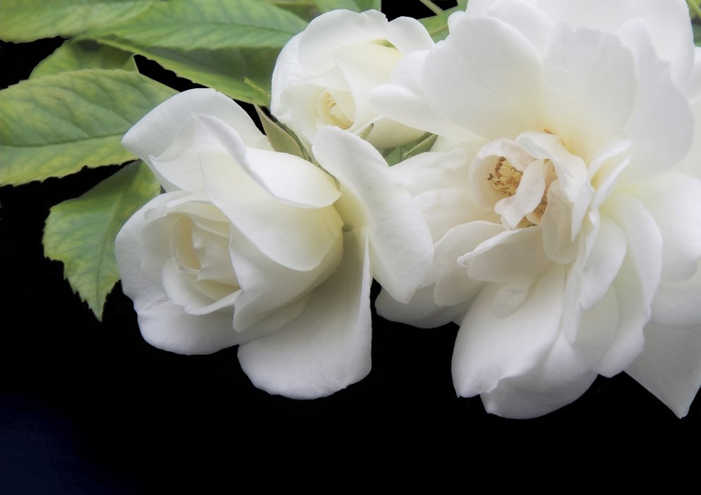 two white flowers with green leaves on black background