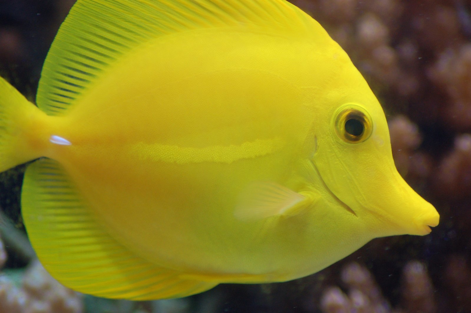 a yellow fish swimming over a reef filled with corals