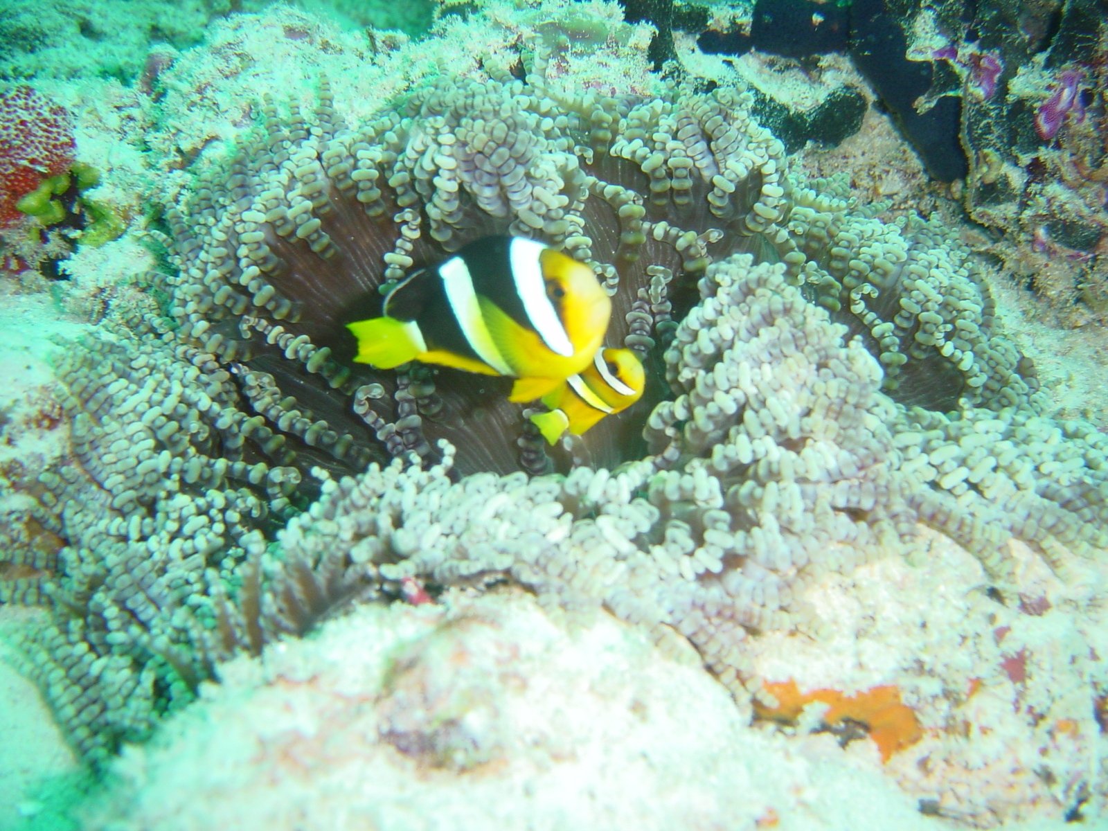 a small yellow and white fish on a coral reef