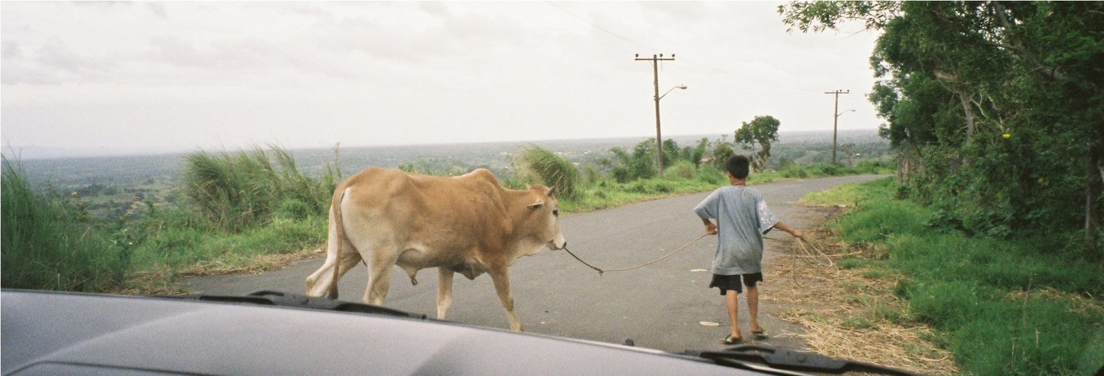 a person walking a cow down the middle of a road