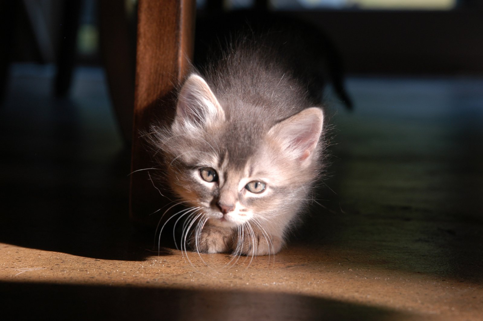 small kitten with eyes wide open and face down, crouching underneath a table