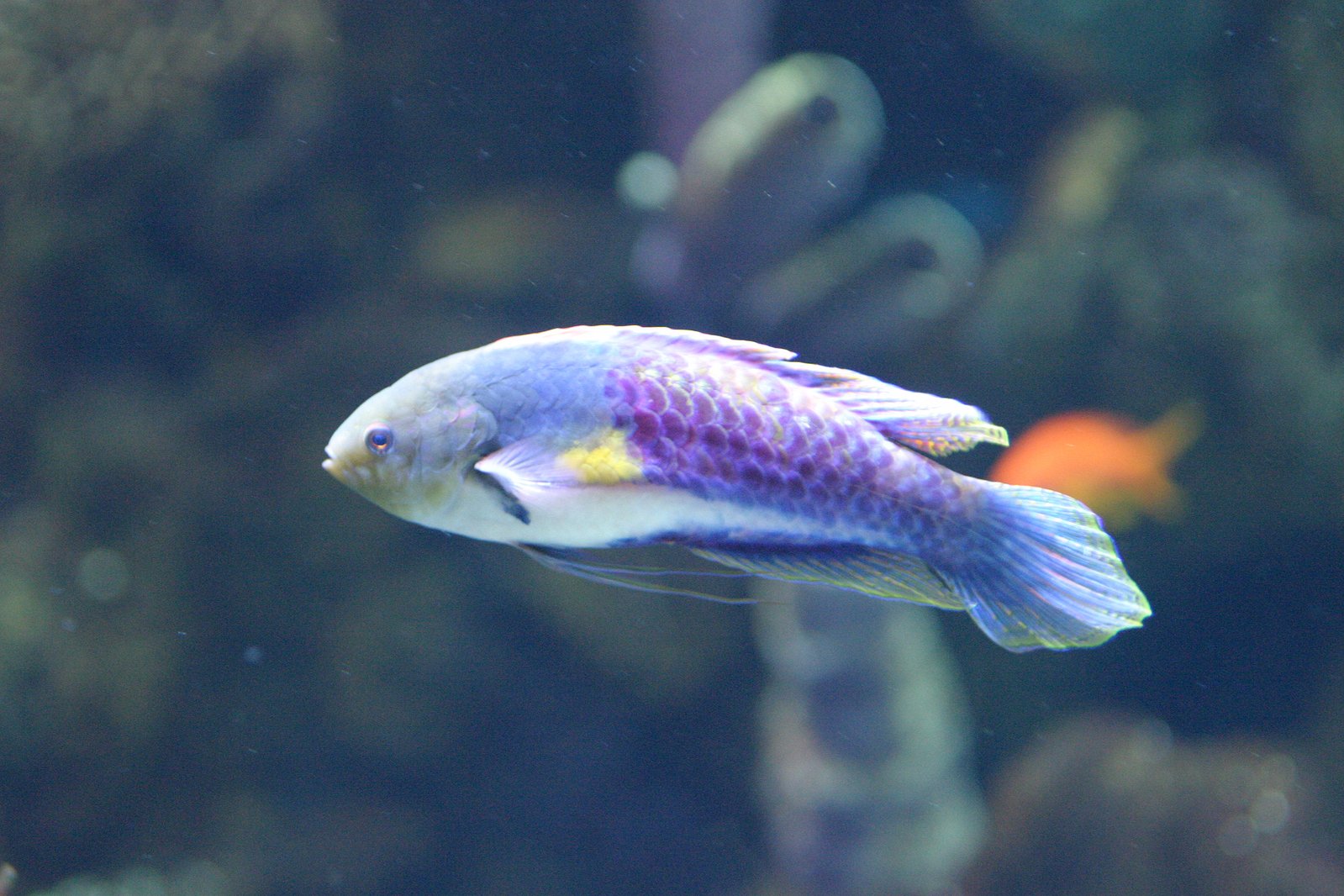 a blue and yellow fish with white spots
