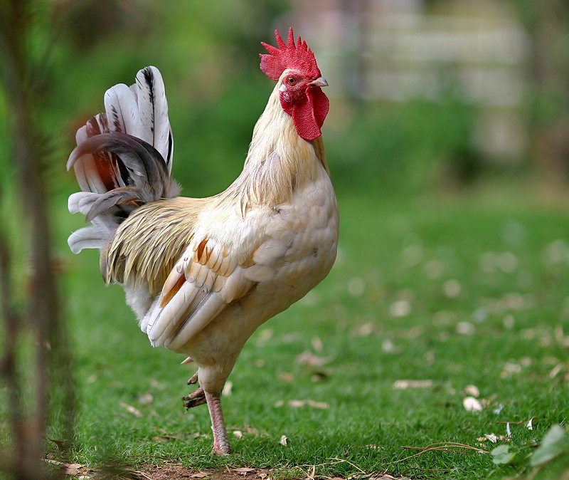 a chicken standing on top of a green grass covered field