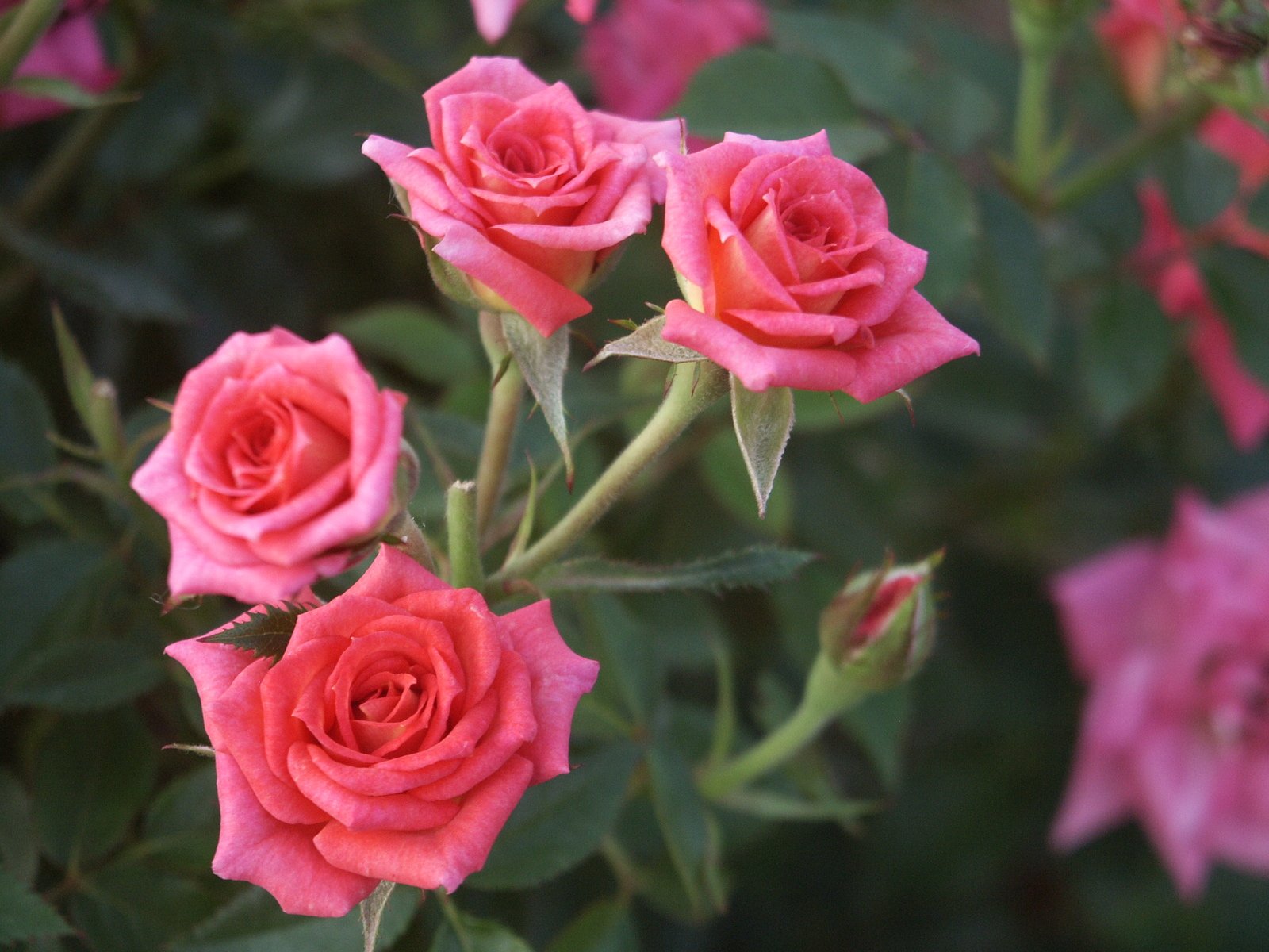 some pink roses blooming in a garden