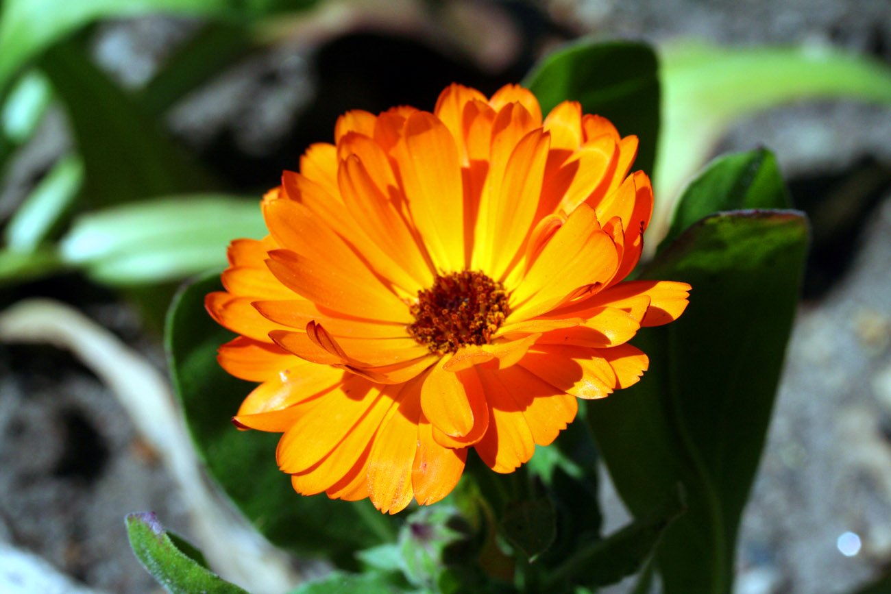 an orange flower that is blooming on some green stems