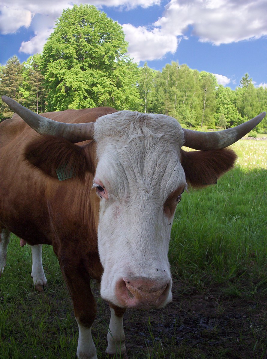 there is a cow standing on a grassy field