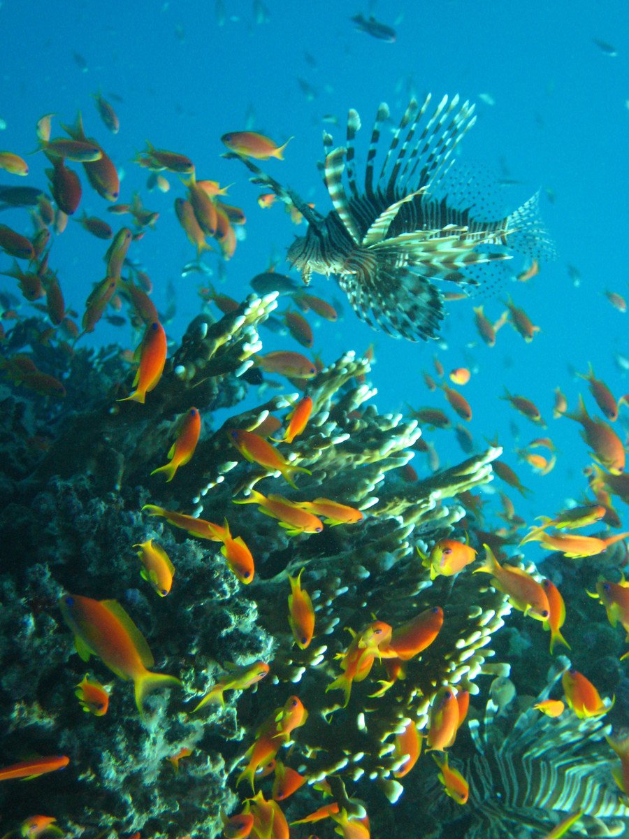 the reef features many different kinds of fish