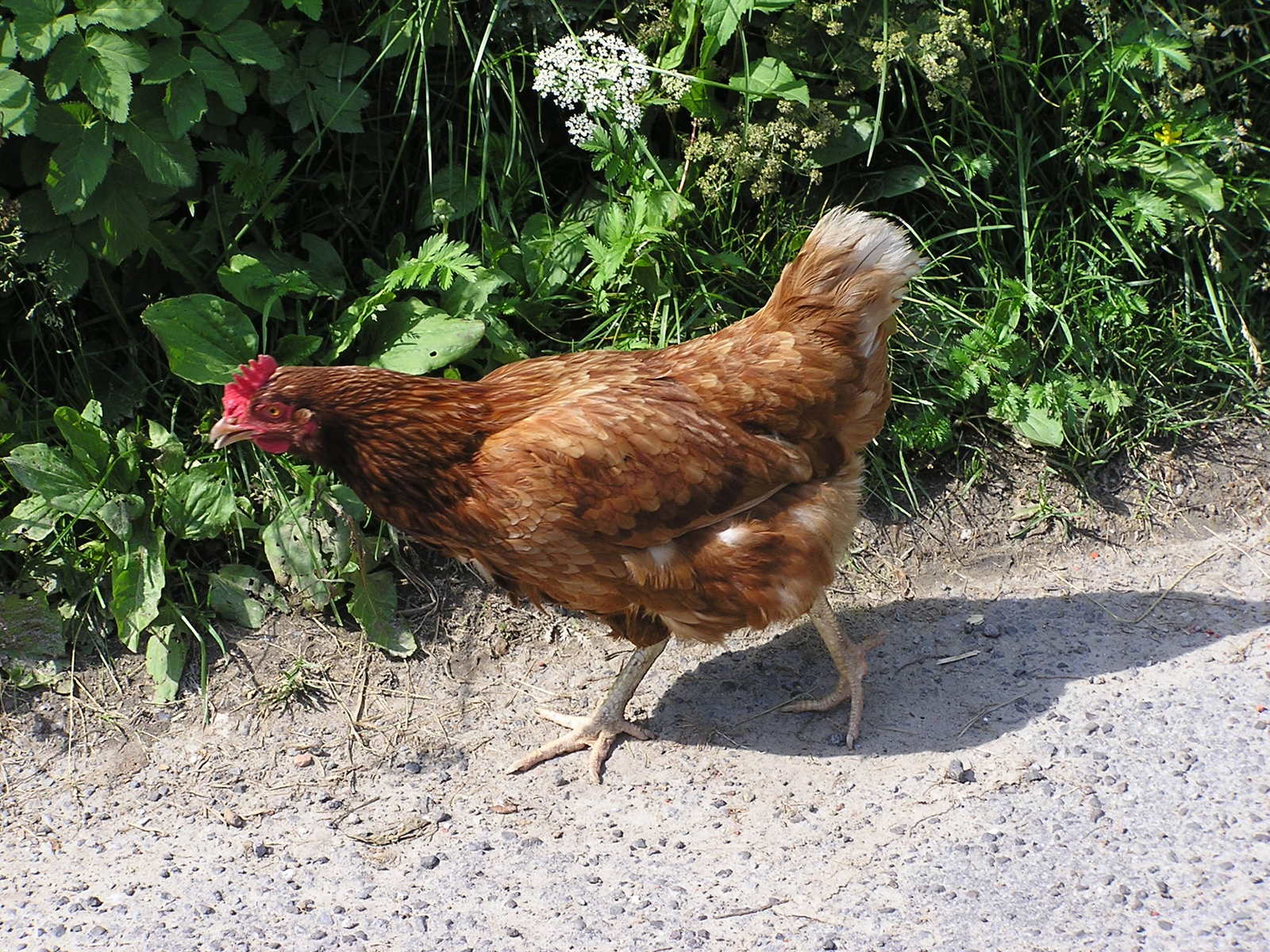 a red hen walking down the road near a hedge