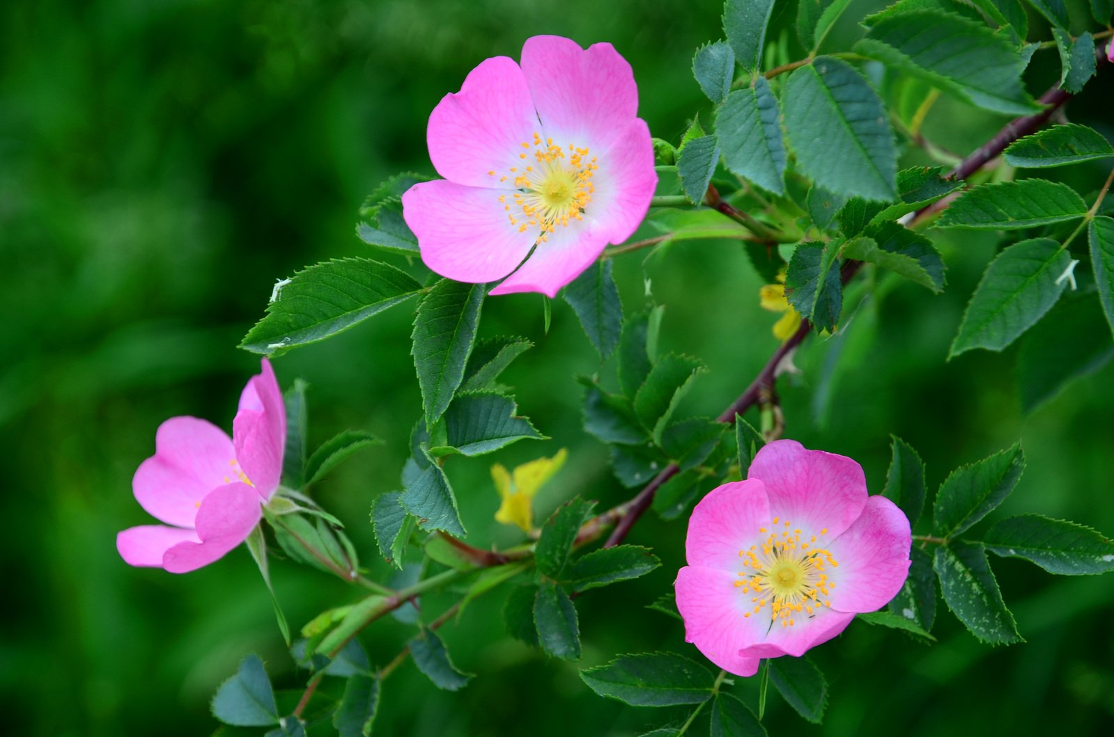 a group of pink flowers on a green nch