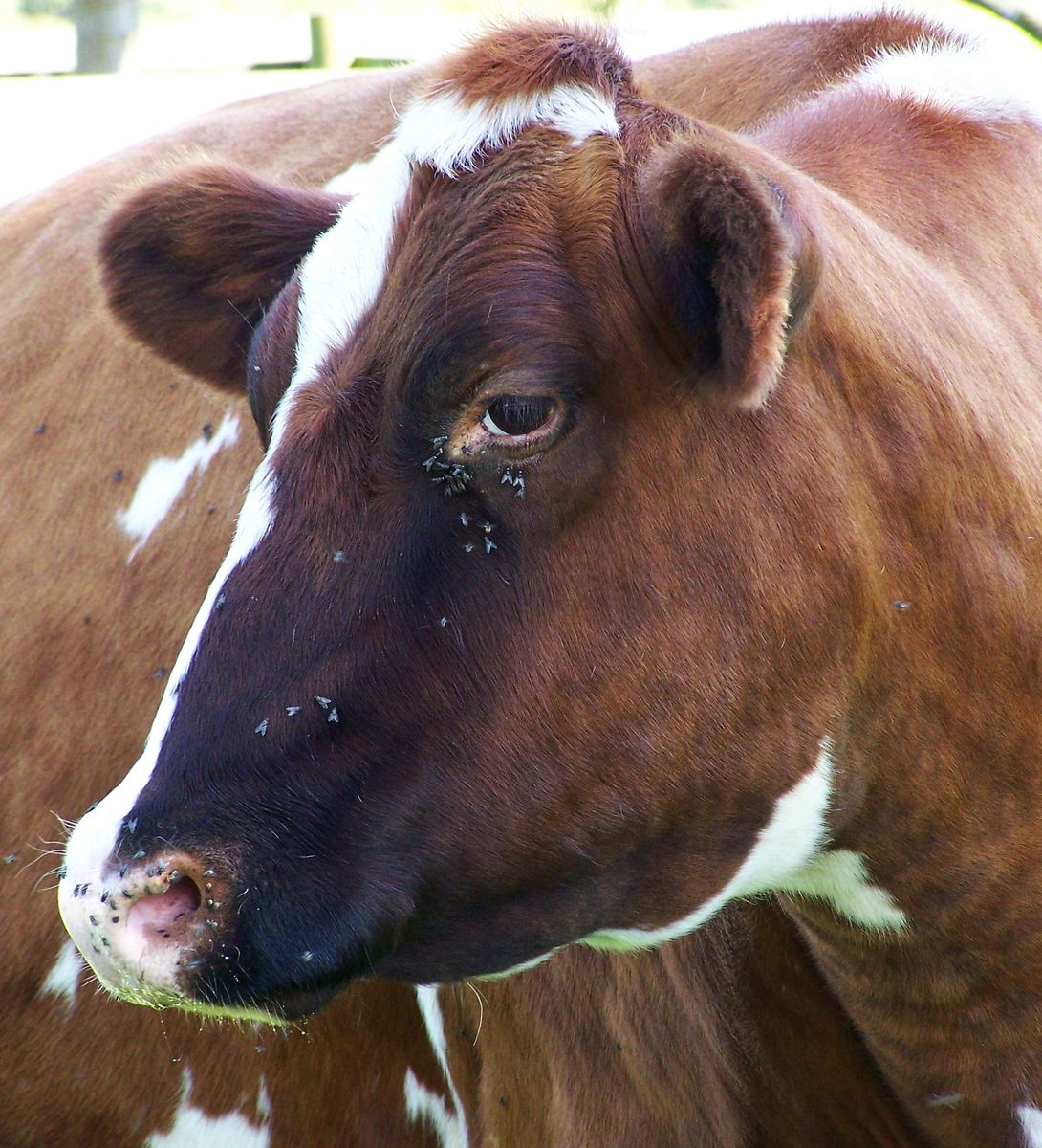 close up of a brown and white cow with black spots