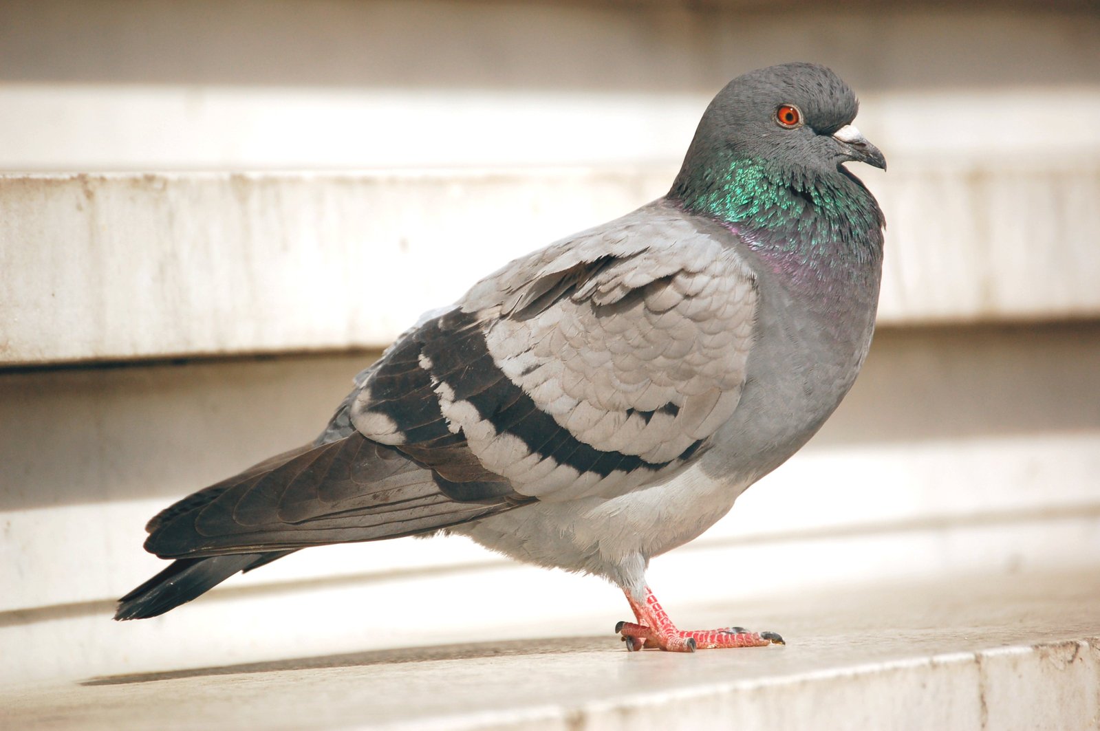 a close up of a bird on a concrete ledge