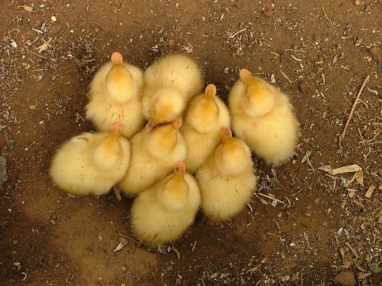 small yellow chicks sitting in the dirt