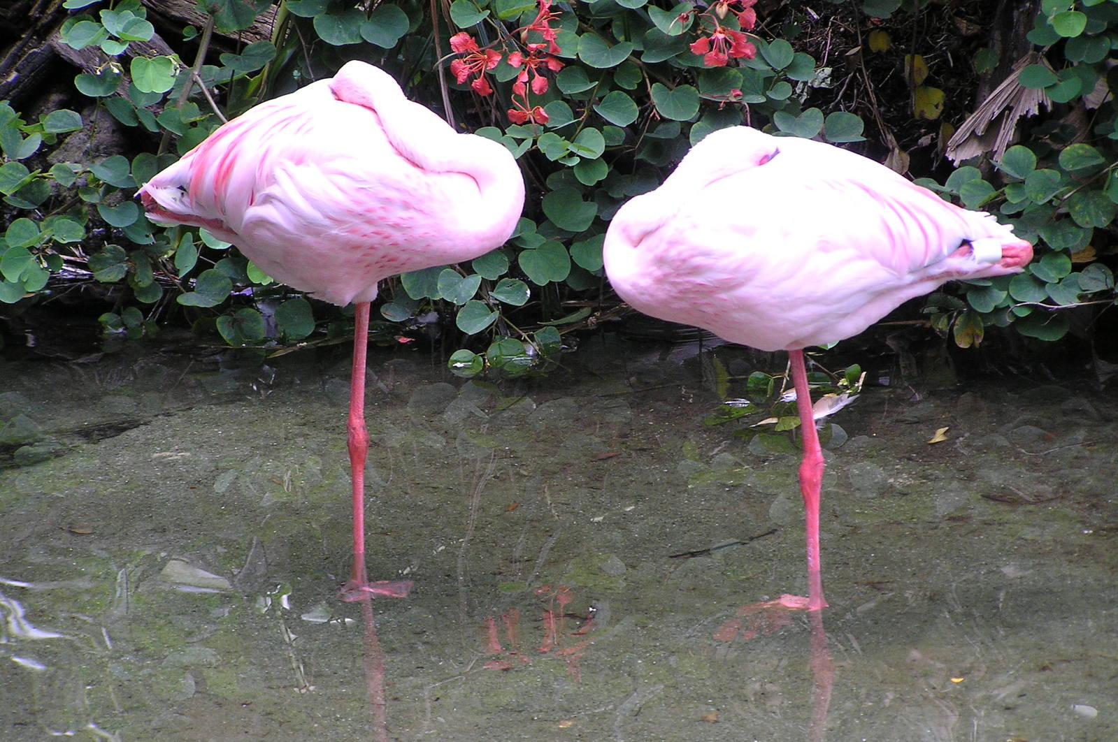 two pink birds are standing in the water