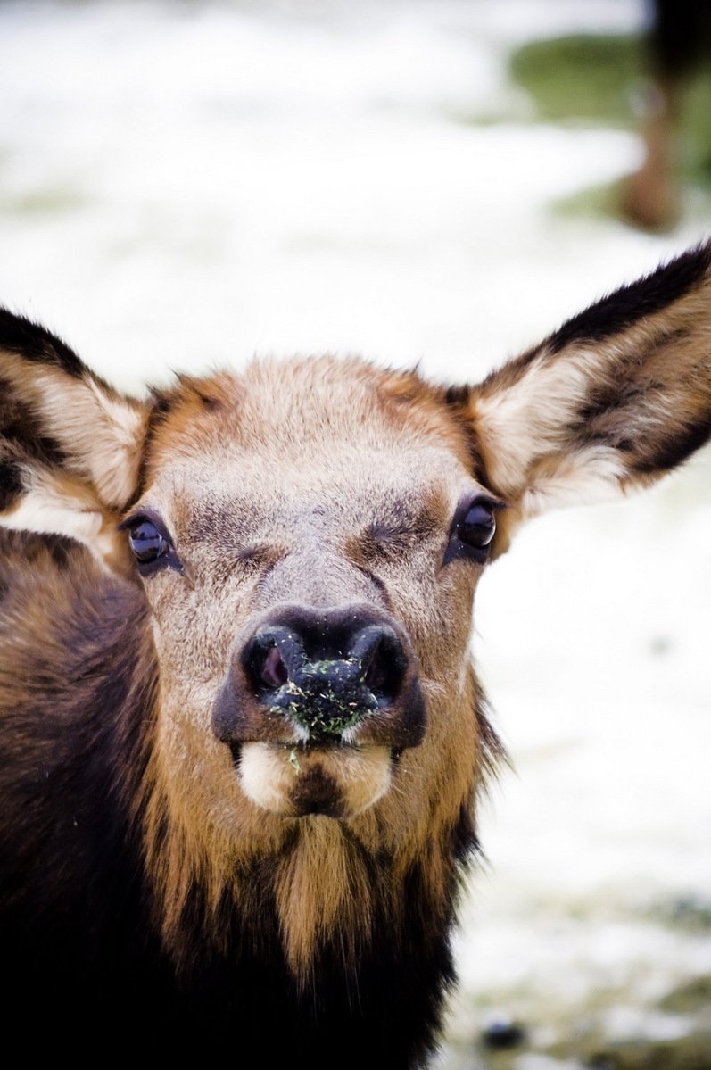 a large deer with horns and brown fur