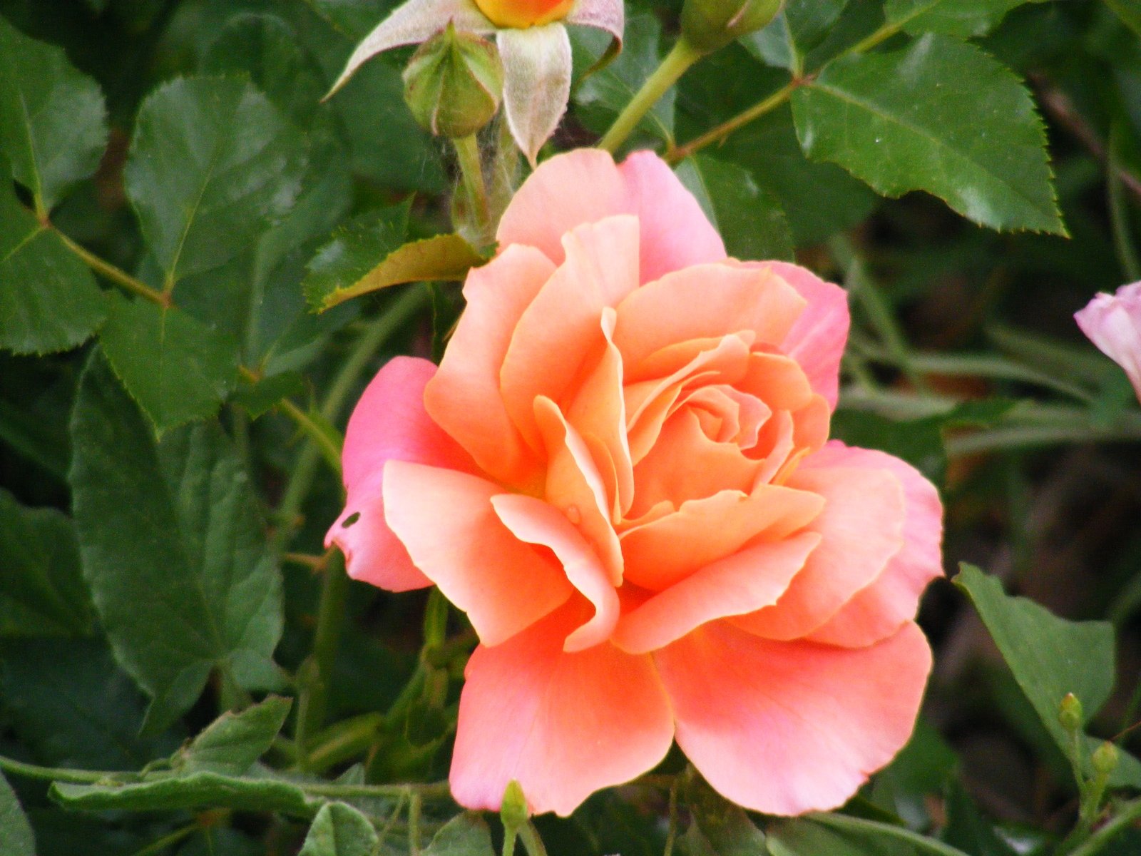 pink roses that are in the foreground of a green bush